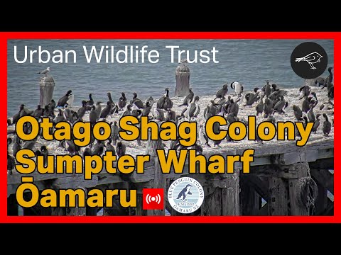 Otago Shag Colony Cam