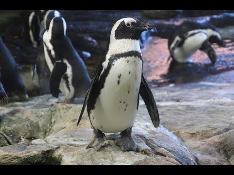 Penguin Cam Zoo Szeged