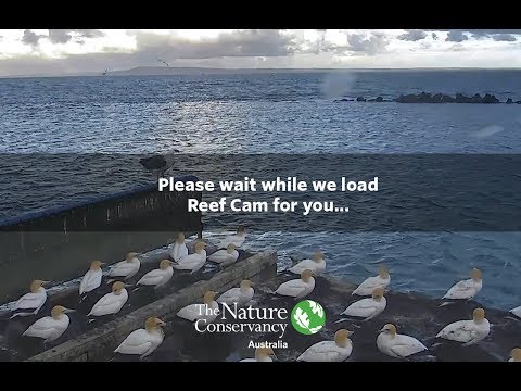  Australia Reef Cam