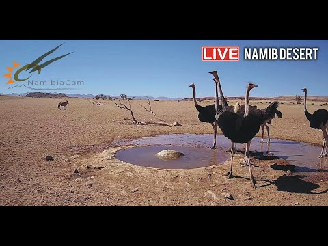 Namib Desert