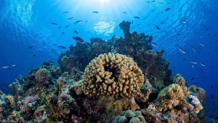 Island Cayman Reef