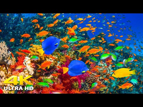 Red Sea Coral Reefs 4K