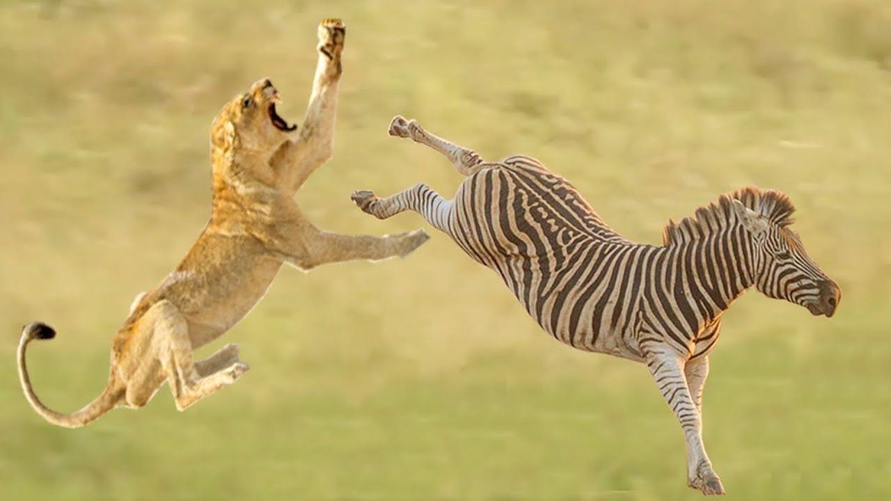 Wild Animal Tv