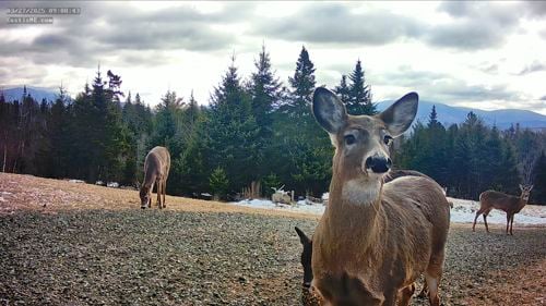 Main Eustis Deer Cam