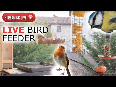 Savigliano - Bird