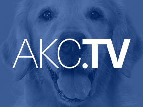 AKC.TV