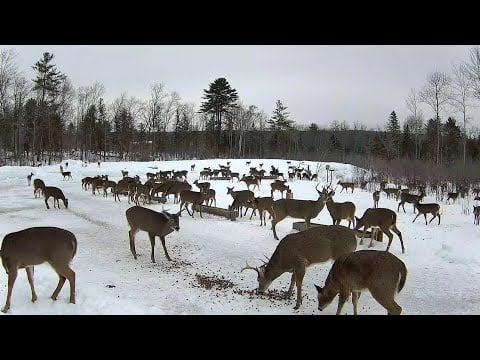 Deer Pantry Cam