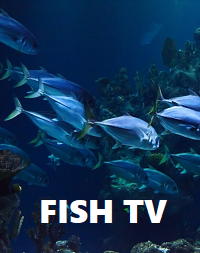 FISH TV