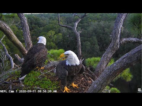 NEFL Eagle Cam