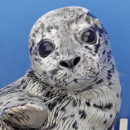 The Marine Mammal Center