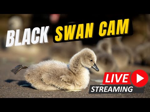 Black Swan Cam Dawlish