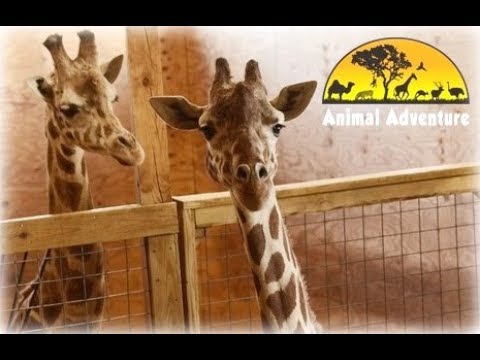 Giraffe Cam - Adventure Park