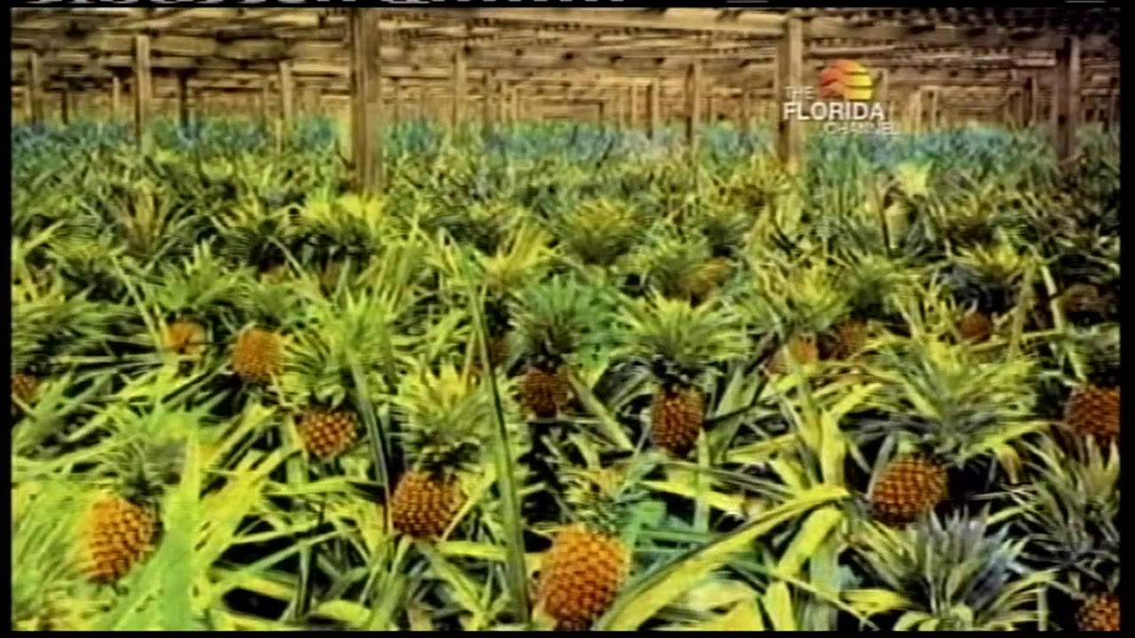 Access Sarasota TV