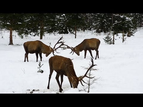  DEER CAM  TRANSYLVANIA