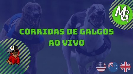 Mr Galgos Horse Tv