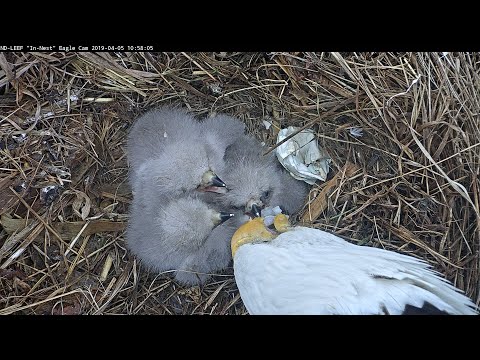 Eagle Cam