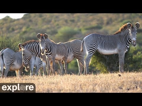 African Safari Camera