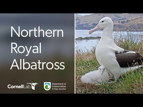  Albatross Cam