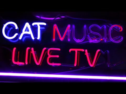 Cat Music Tv