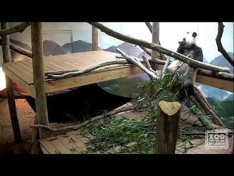 Zoo Atlanta Panda Cam
